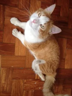 Gato ra a SRD idade 5 anos nome Arnold