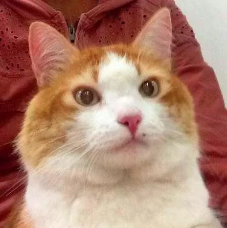 Gato ra a SRD idade 5 anos nome Arnold