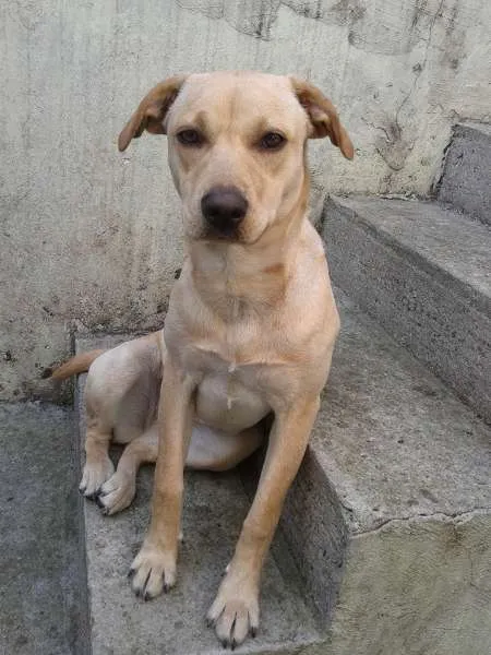 Cachorro ra a não definida idade 7 a 11 meses nome Isadora