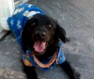 Cachorro raça  idade 7 a 11 meses nome Neguinha