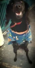 Neguinha