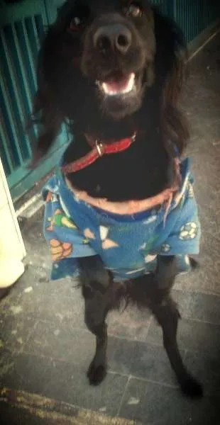 Cachorro ra a  idade 7 a 11 meses nome Neguinha