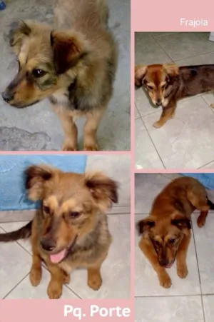 Cachorro raça SRD idade 7 a 11 meses nome FRAJOLA
