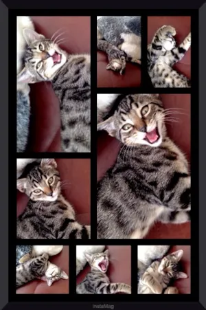 Gato raça SRD idade 2 a 6 meses nome PETELECO