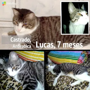 Gato raça SRD idade 2 a 6 meses nome LUCAS