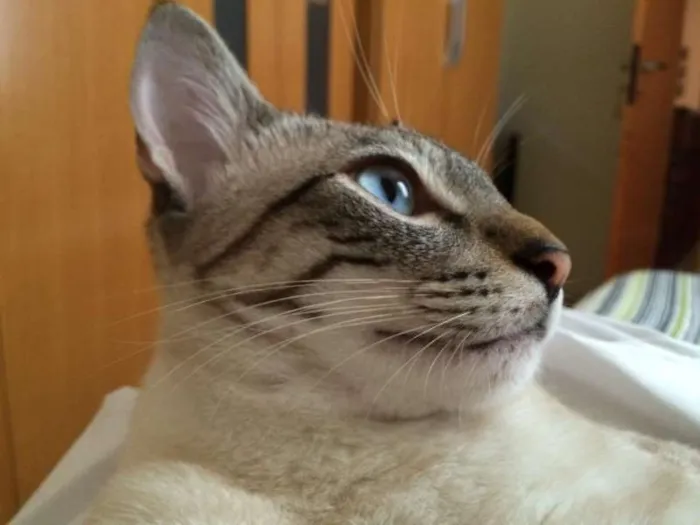 Gato ra a SRD idade 7 a 11 meses nome Muller