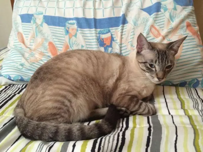Gato ra a SRD idade 7 a 11 meses nome Muller