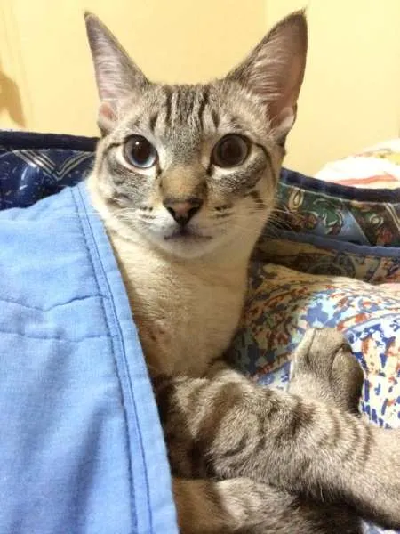 Gato ra a SRD idade 7 a 11 meses nome Muller