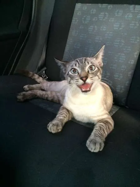 Gato ra a SRD idade 7 a 11 meses nome Muller