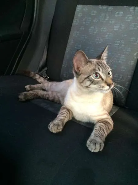 Gato ra a SRD idade 7 a 11 meses nome Muller