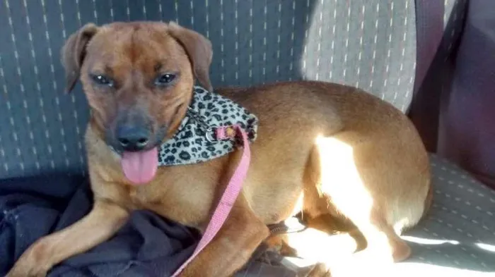 Cachorro ra a SRD idade 1 ano nome menina