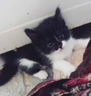 Gato raça indefinida idade Abaixo de 2 meses nome Sem nome