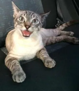 Gato raça SRD idade 7 a 11 meses nome Muller