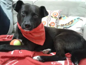 Cachorro raça SRD idade 1 ano nome NERINO