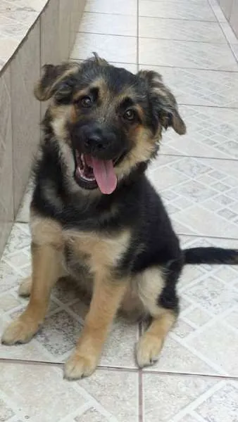 Cachorro ra a SRD idade 2 a 6 meses nome Tom