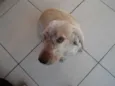 Pipo