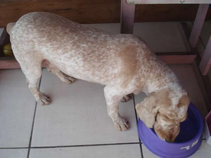 Cachorro ra a Cocker idade 6 ou mais anos nome Pipo
