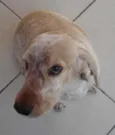 Pipo