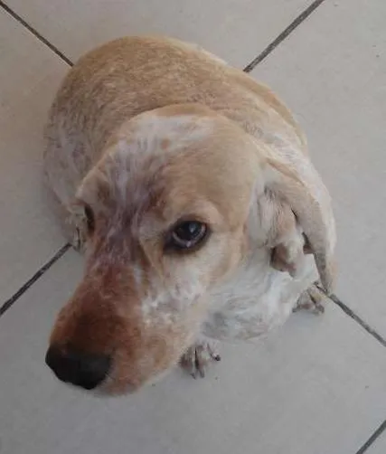 Cachorro ra a Cocker idade 6 ou mais anos nome Pipo