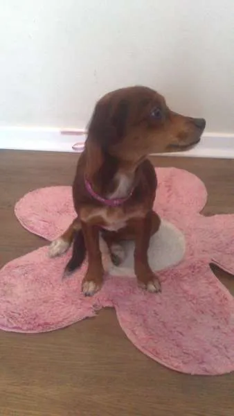 Cachorro ra a SRD idade 7 a 11 meses nome PITIKA