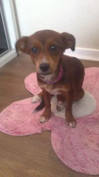 Cachorro ra a SRD idade 7 a 11 meses nome PITIKA
