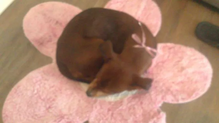 Cachorro ra a SRD idade 7 a 11 meses nome PITIKA