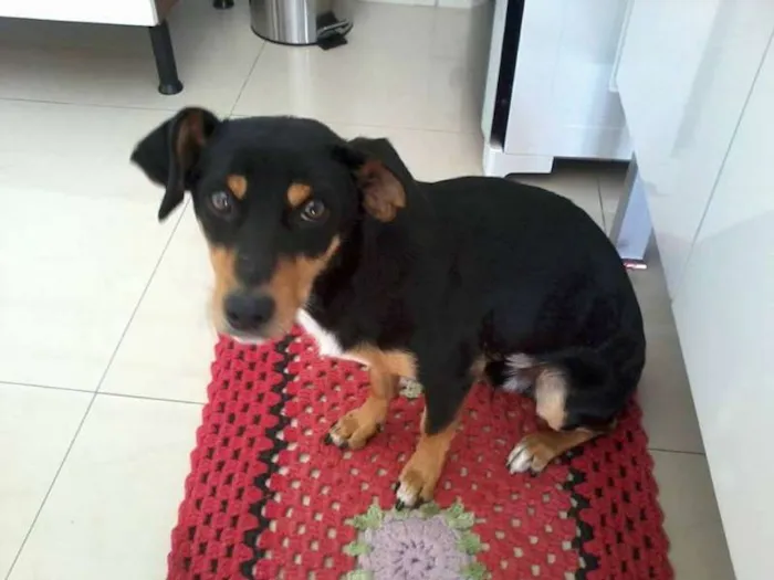Cachorro ra a não tem  idade  nome não tem 