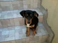 não tem