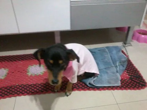 Cachorro ra a não tem  idade  nome não tem 
