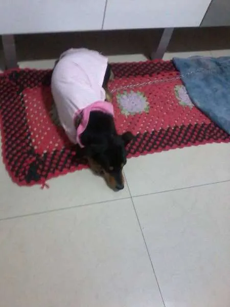 Cachorro ra a não tem  idade  nome não tem 