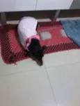 não tem