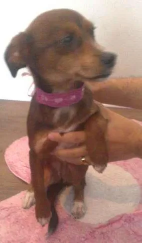 Cachorro raça SRD idade 7 a 11 meses nome PITIKA