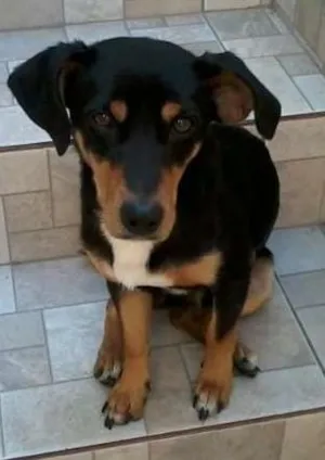 Cachorro raça não tem  idade  nome não tem 