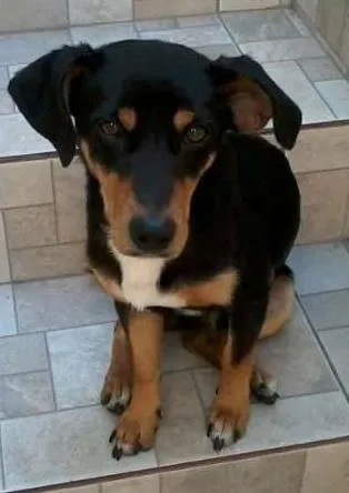 Cachorro ra a não tem  idade  nome não tem 