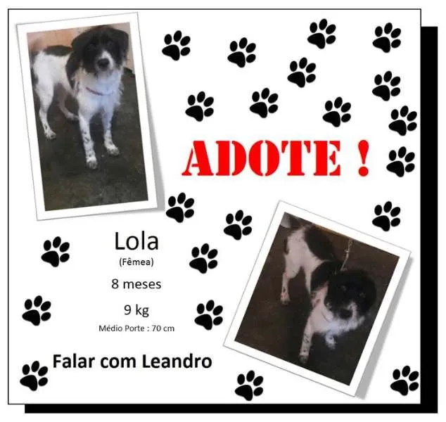 Cachorro ra a Vira Lata idade 7 a 11 meses nome Lola