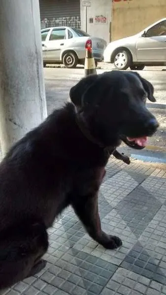 Cachorro ra a Labrador idade 3 anos nome SEM NOME 