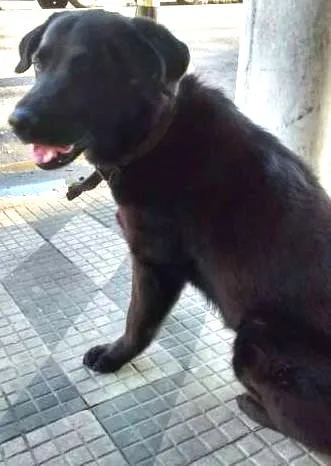 Cachorro ra a Labrador idade 3 anos nome SEM NOME 