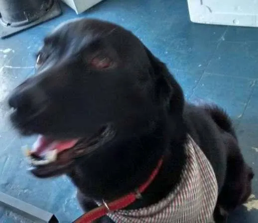 Cachorro ra a Labrador idade 3 anos nome SEM NOME 