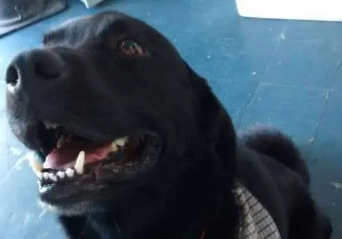 Cachorro ra a Labrador idade 3 anos nome SEM NOME 
