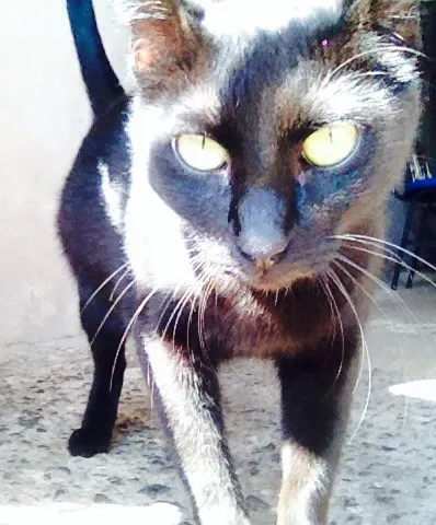 Gato ra a viralata idade 3 anos nome pretinha