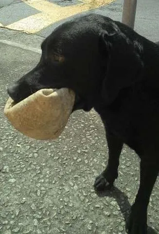 Cachorro ra a Labrador idade 3 anos nome SEM NOME 