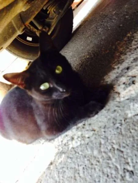 Gato ra a viralata idade 3 anos nome pretinha