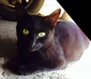 Gato raça viralata idade 3 anos nome pretinha