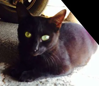 Gato ra a viralata idade 3 anos nome pretinha