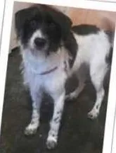 Cachorro raça Vira Lata idade 7 a 11 meses nome Lola