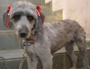 Cachorro raça Poodle idade 2 anos nome Mel