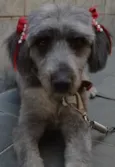Mel