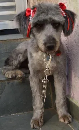 Cachorro ra a Poodle idade 2 anos nome Mel
