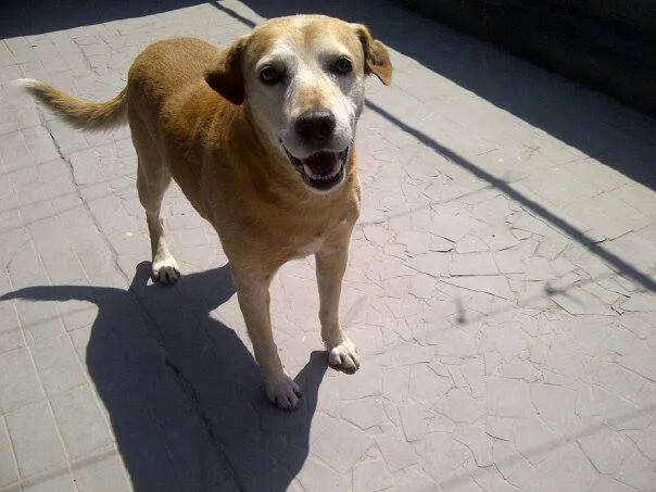 Cachorro ra a labrador idade 6 ou mais anos nome Barra Funda