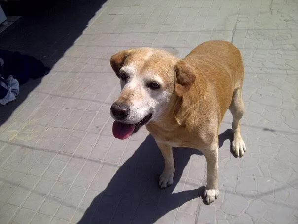 Cachorro ra a labrador idade 6 ou mais anos nome Barra Funda